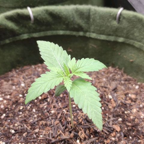 Gelato growlog timeline photo