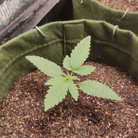 Blue dream growlog timeline photo