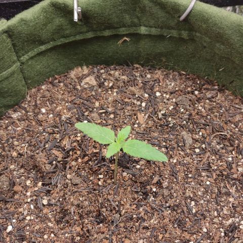 Blue Dream 2 growlog timeline photo