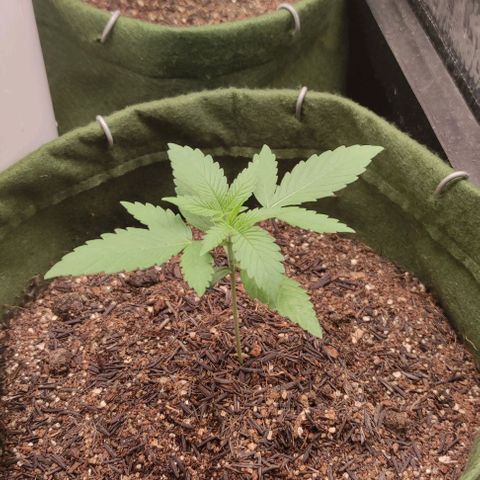Gelato growlog timeline photo