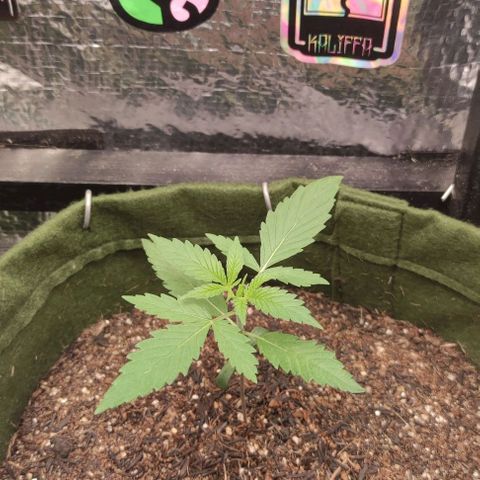 Gelato 2 growlog timeline photo