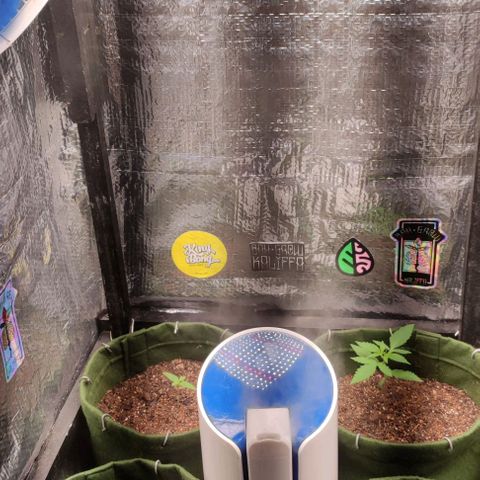Gelato 2 growlog photo: Ambiente 70% controlado, plantas saudáveis 🪴 prosperidade a todos 🙌🏽