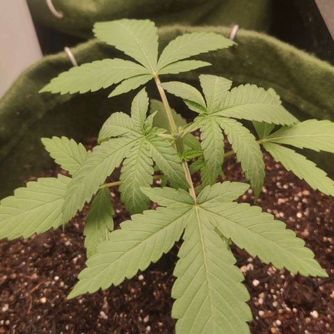 Gelato growlog photo: Poda top realizada, esperar recuperação e preparar para a flora