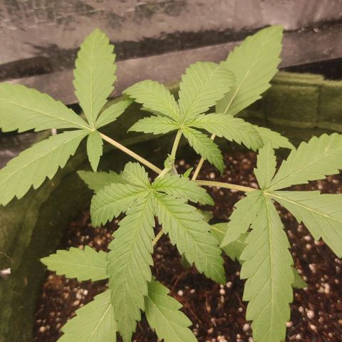 Gelato 2 growlog photo: Poda top realizada, esperar recuperação para iniciar a floração 