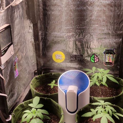 Gelato 2 growlog timeline photo