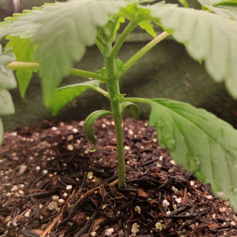 Blue dream growlog photo: Desenvolvendo espaço no quarto nó para realizar a poda, planta relativamente baixa