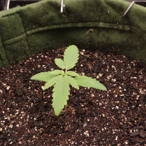 Blue Dream 2 growlog photo: Folhas verde claro, ainda bem pequena mas se desenvolvendo 