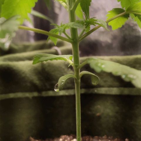Gelato growlog photo: Planta com 4 nós desenvolvidos, ja feito a poda, planta relativamente alta