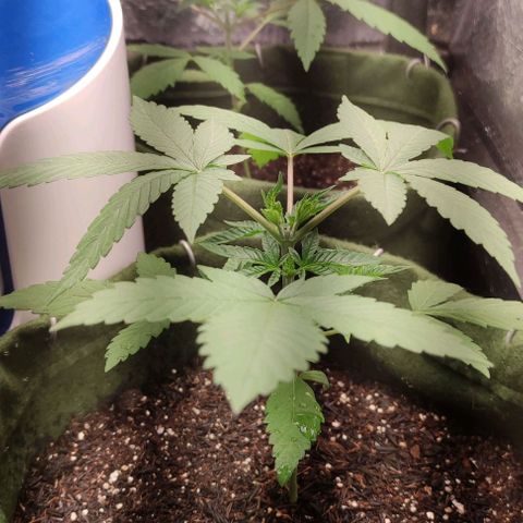 Gelato growlog timeline photo