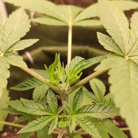Gelato growlog photo: Se recuperando da poda top