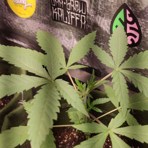 Gelato 2 growlog timeline photo
