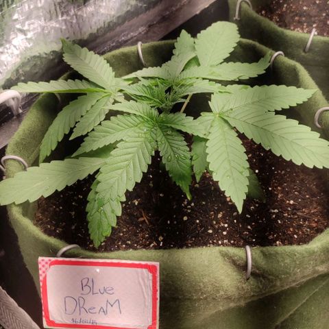 Blue dream growlog timeline photo