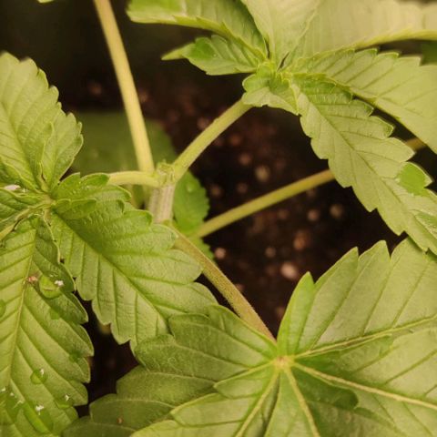 Blue dream growlog photo: PODA TOP