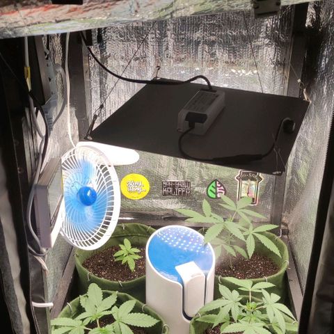 Gelato 2 growlog photo: Prosperidade a todos 🪴🙏🏽