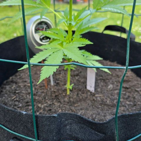 Bad queen Mangel  growlog timeline photo