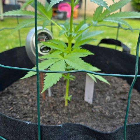 Bad queen Mangel  growlog timeline photo
