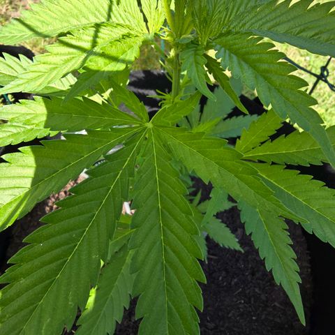Bad queen Mangel  growlog timeline photo