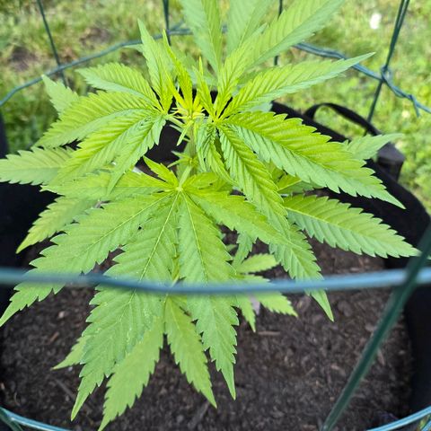 Bad queen Mangel  growlog timeline photo