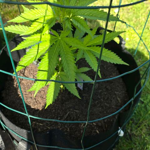 Bad queen Mangel  growlog timeline photo