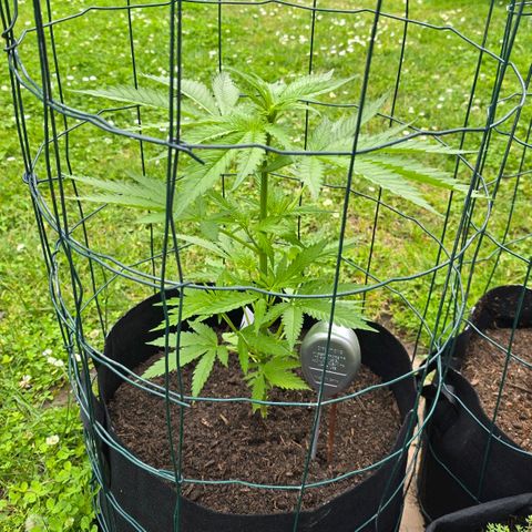 Bad queen Mangel  growlog photo: 38-40 cm 