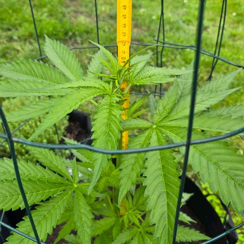 Bad queen Mangel  growlog photo: 38-40 cm 
