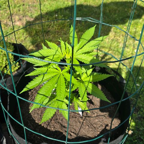 Bad queen Mangel  growlog timeline photo