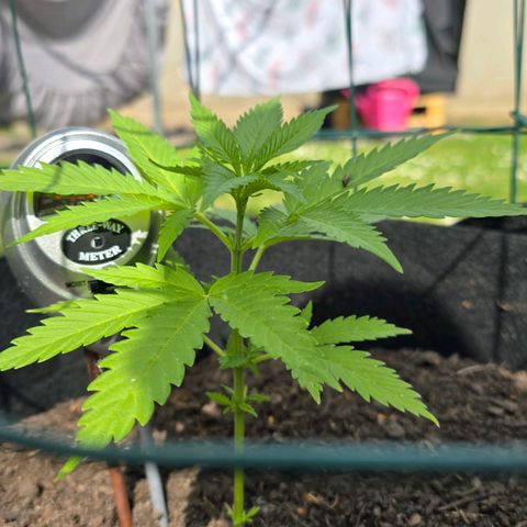 Bad queen Mangel  growlog timeline photo