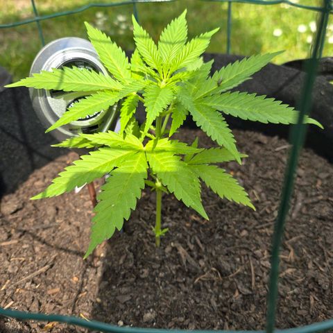 Bad queen Mangel  growlog timeline photo