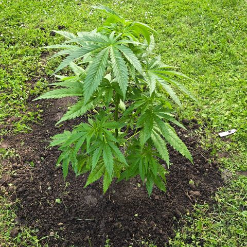 Bad queen Mangel  growlog timeline photo