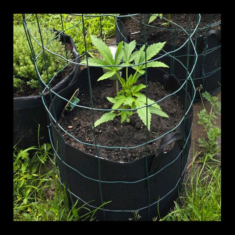 Bad queen Mangel  growlog timeline photo