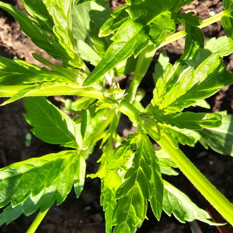 Bad queen Mangel  growlog timeline photo