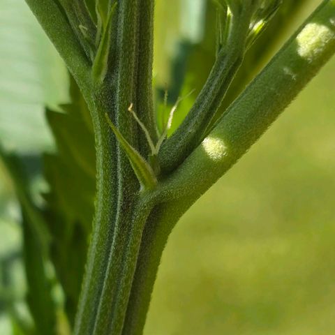 Bad queen Mangel  growlog timeline photo
