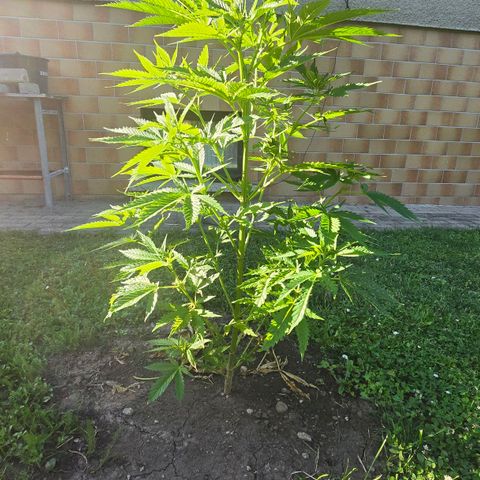Bad queen Mangel  growlog timeline photo