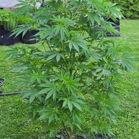 Bad queen Mangel  growlog timeline photo