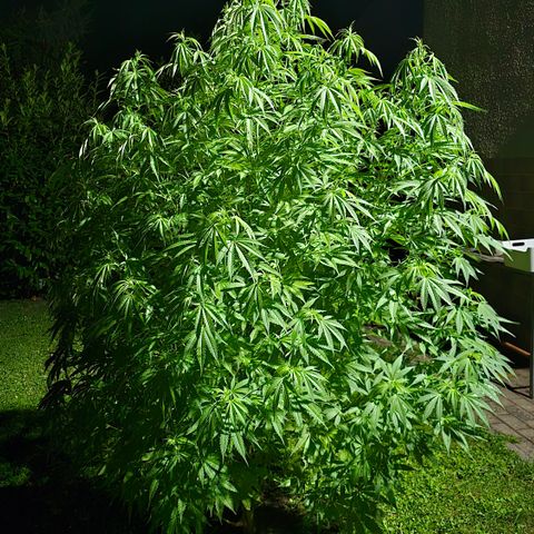 Bad queen Mangel  growlog timeline photo