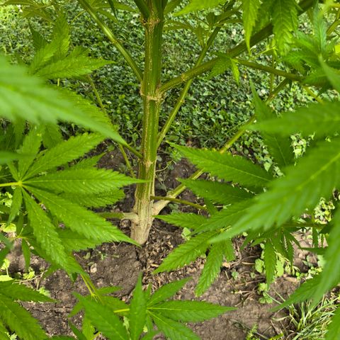 Bad queen Mangel  growlog timeline photo