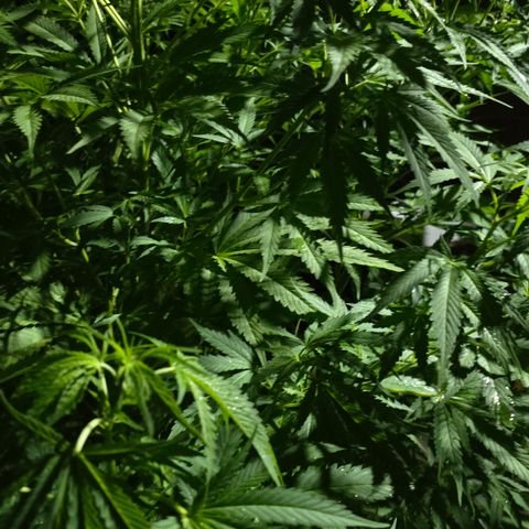 Bad queen Mangel  growlog timeline photo