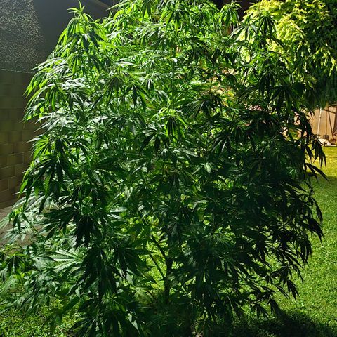 Bad queen Mangel  growlog timeline photo