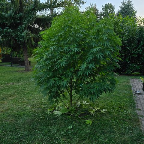Bad queen Mangel  growlog timeline photo