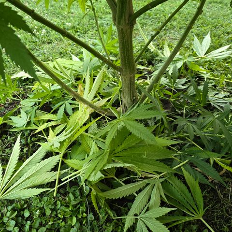 Bad queen Mangel  growlog timeline photo