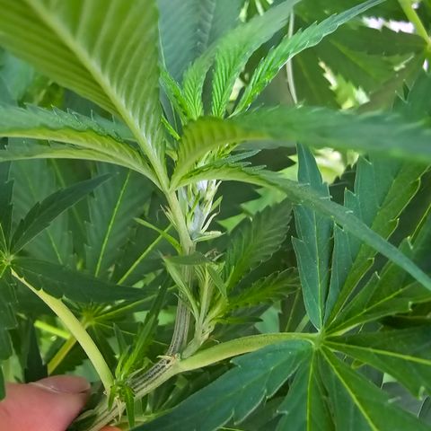 Bad queen Mangel  growlog timeline photo