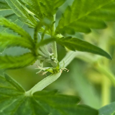 Bad queen Mangel  growlog timeline photo