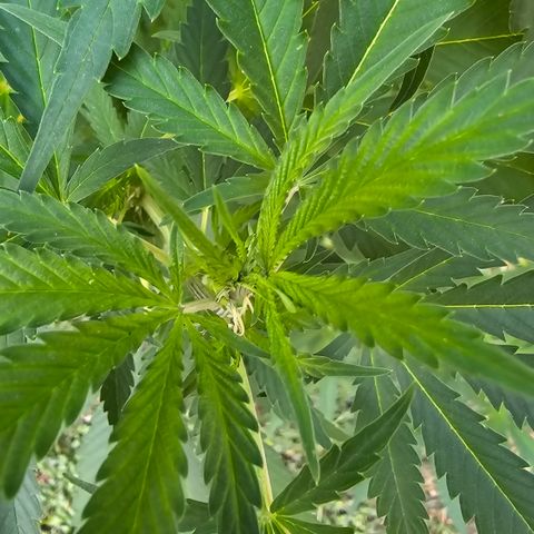 Bad queen Mangel  growlog timeline photo