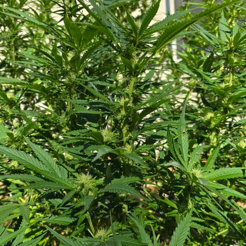 Bad queen Mangel  growlog timeline photo