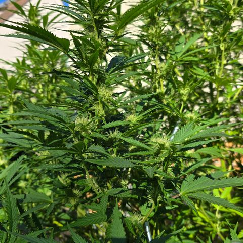Bad queen Mangel  growlog timeline photo