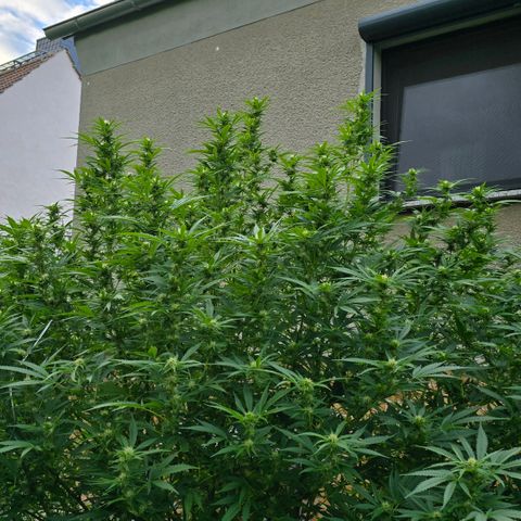 Bad queen Mangel  growlog timeline photo