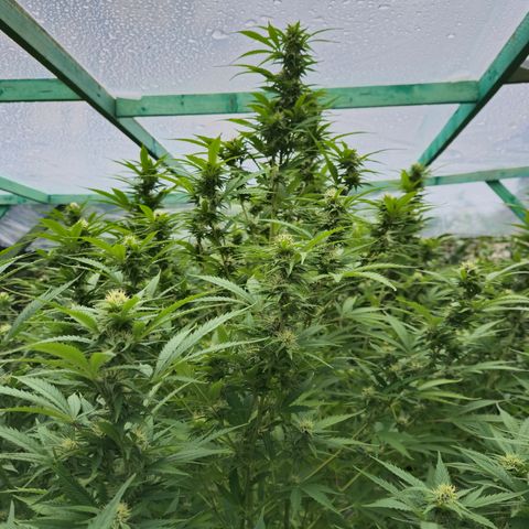 Bad queen Mangel  growlog timeline photo