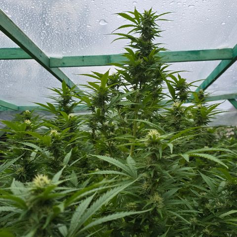 Bad queen Mangel  growlog timeline photo