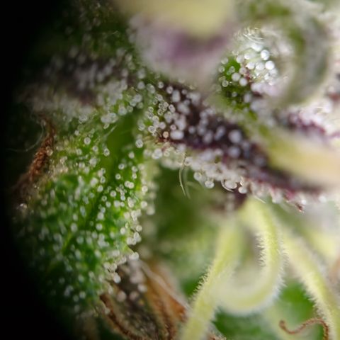 Bad queen Mangel  growlog timeline photo