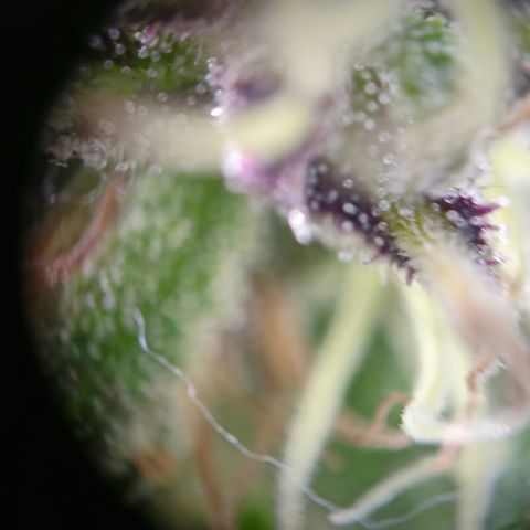 Bad queen Mangel  growlog timeline photo
